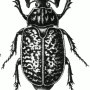scarabee_osseux.png